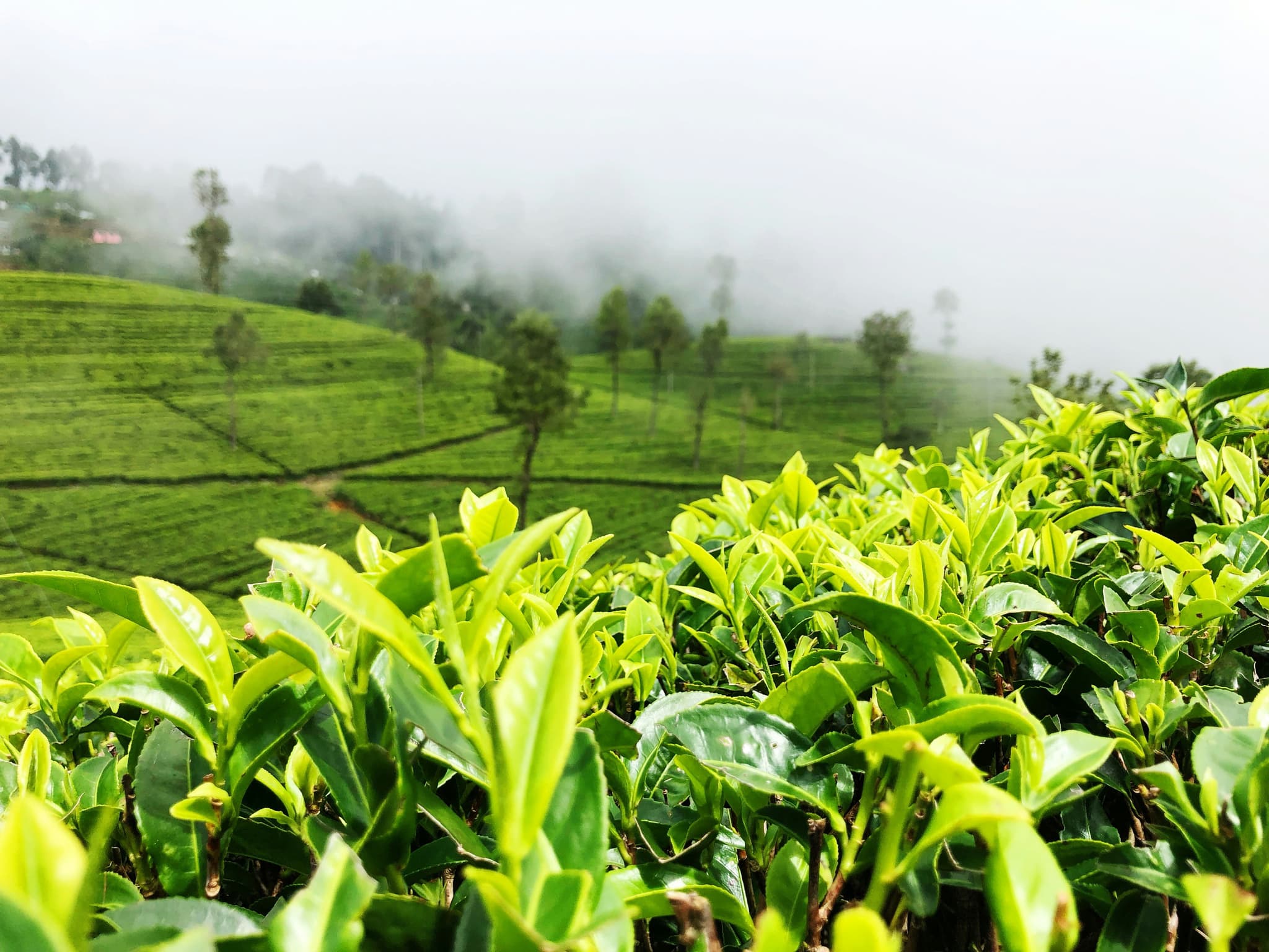 Misty Mountains