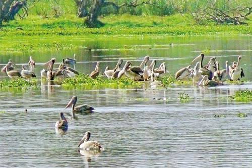 Anawilundawa Wetland