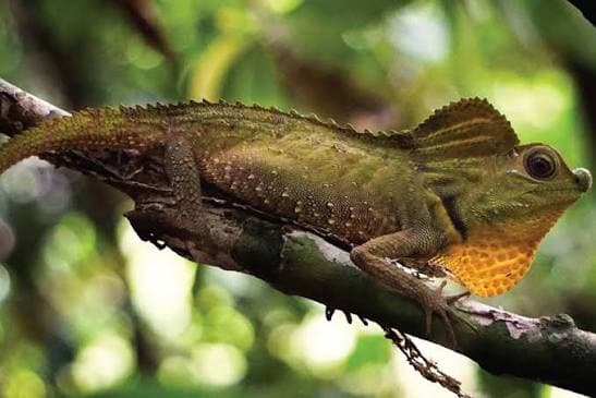 Kanneliya Forest Reserve