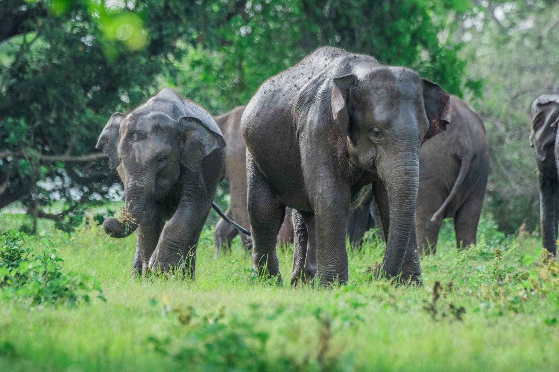 Minneriya National Park Photo 2