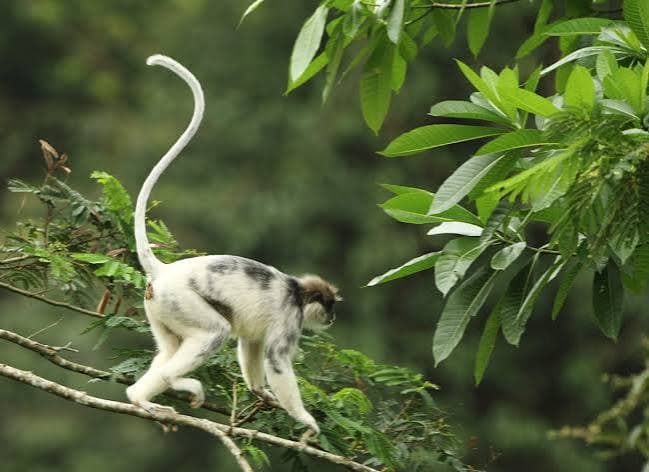 Sinharaja Rainforest UNESCO