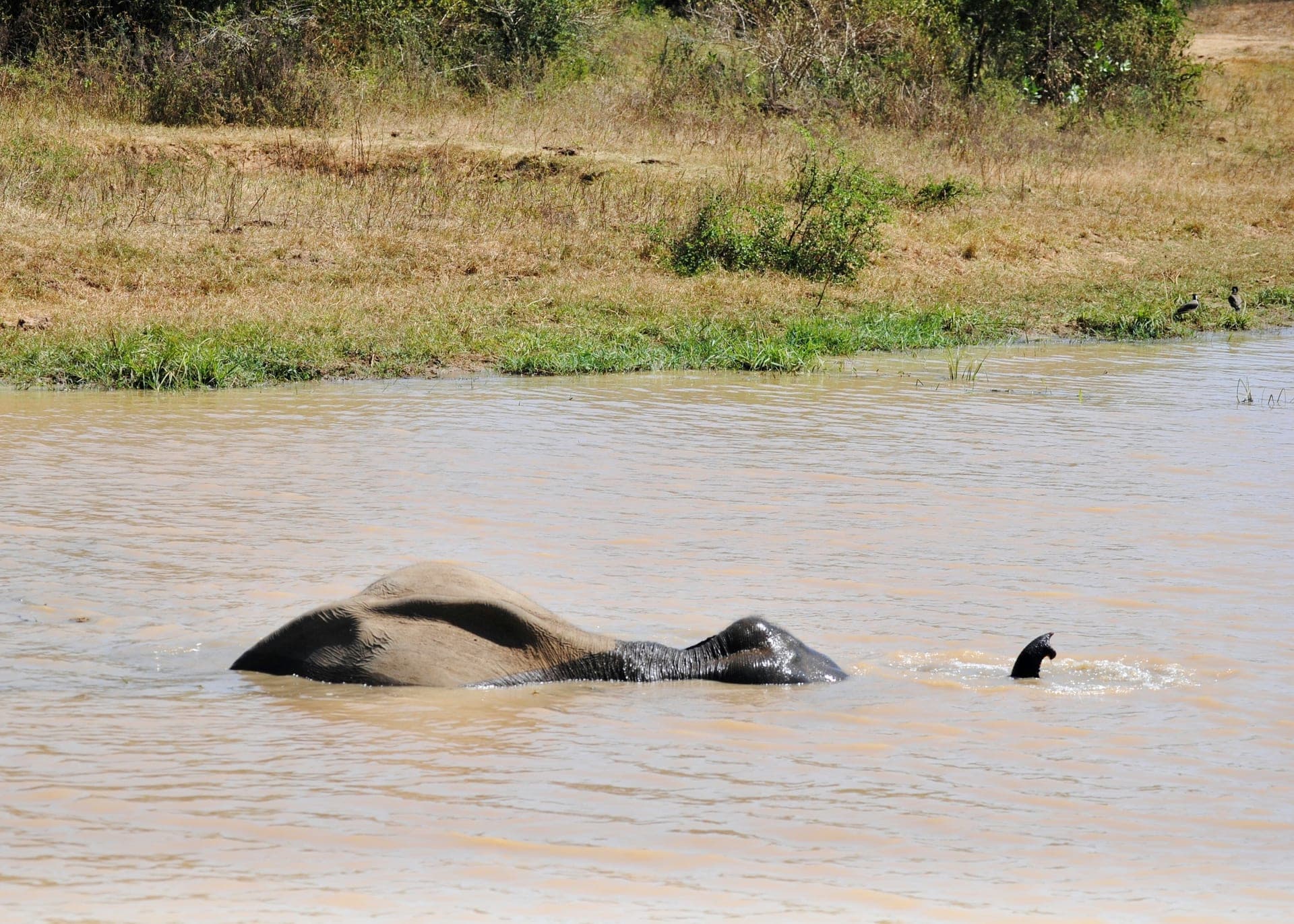 Udawalawe Elephants