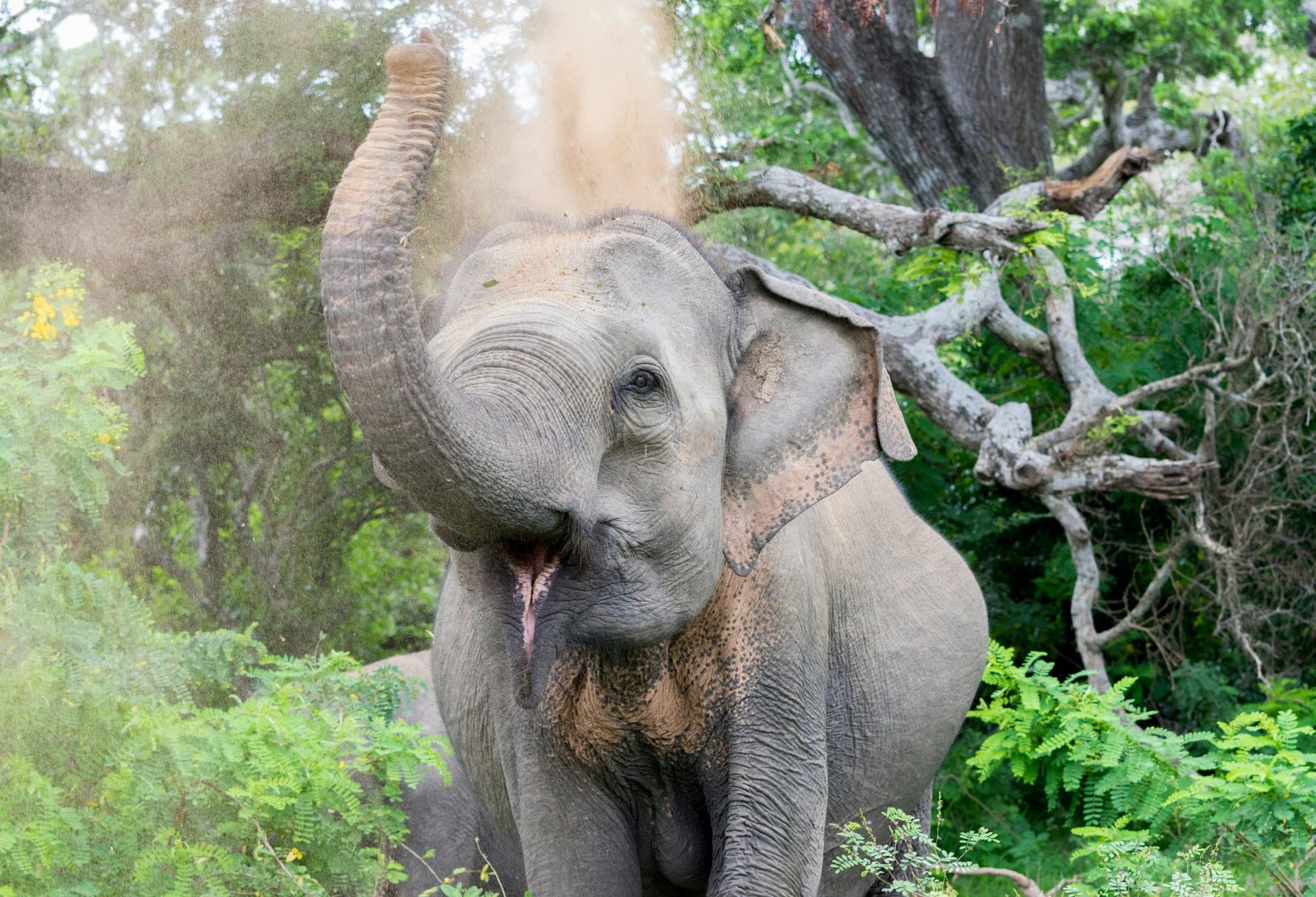 Yala National Park Photo 3