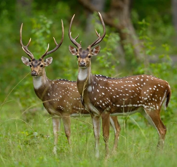 Spotted Deer (Axis Deer)