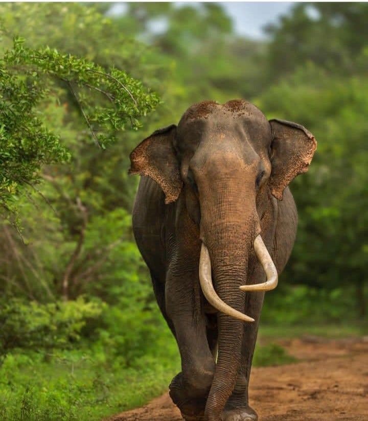 The Great Elephant Gathering
