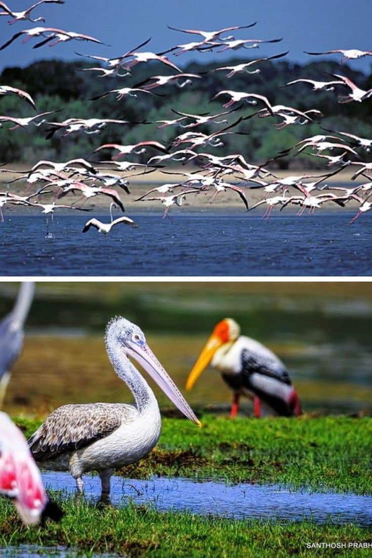 Bundala National Park