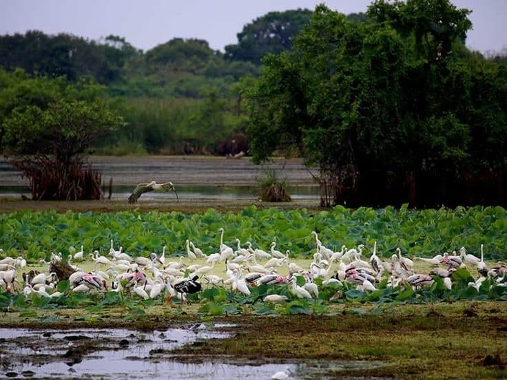 Wasgamuwa National Park