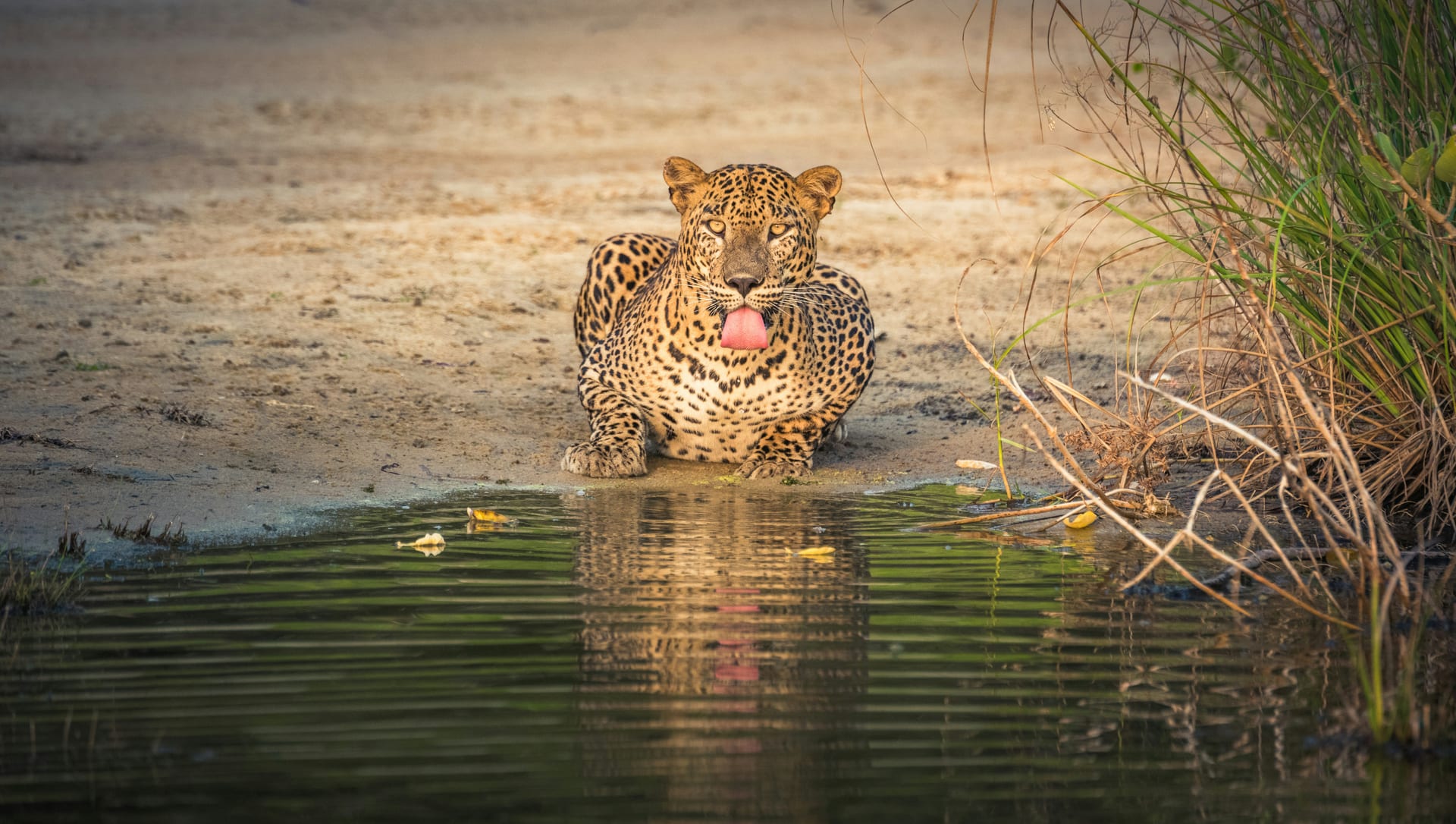 Sri Lanka Safari Guide: Yala vs Udawalawe vs Wilpattu